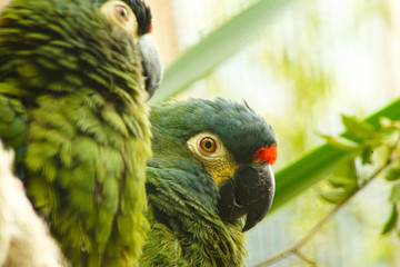 portrait of a parrot