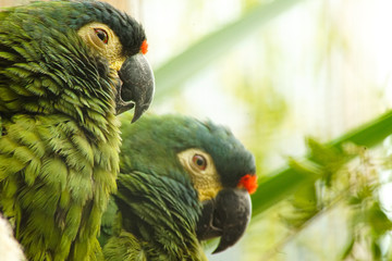 Obraz premium portrait of a parrot