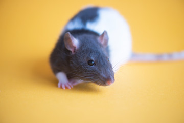 New Year concept. Cute domestic rat isolated on yellow background.Symbol of the year 2020 is a rat