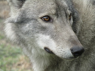 Obraz premium portrait of a wolf