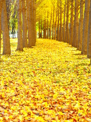 北海道の秋風景 美しいイチョウ並木