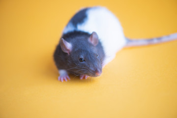 New Year concept. Cute domestic rat isolated on yellow background.Symbol of the year 2020 is a rat