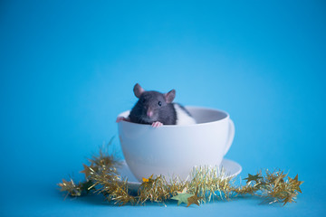 Cute domestic rat in white coffee cup isolated on blue background.Concept of New Year 2020.