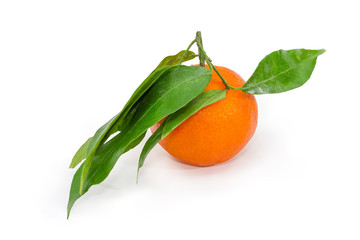 Mandarin orange on small twig with leaves on white background