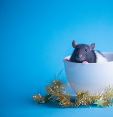 Cute domestic rat in white coffee cup isolated on blue background.Concept of New Year 2020.