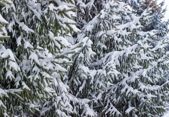 Background of spruce branches covered with snow