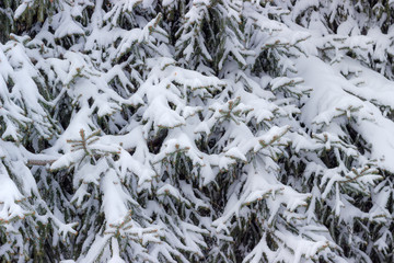 Background of spruce branches covered with snow