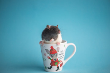 Cute domestic rat in white coffee cup isolated on blue background.Concept of New Year 2020.
