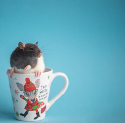 Cute domestic rat in white coffee cup isolated on blue background.Concept of New Year 2020.