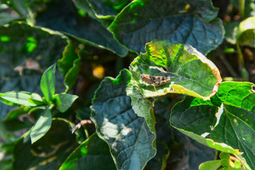 Gray grasshopper on a green leaf.