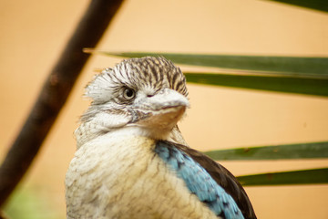 portrait of a kingfisher