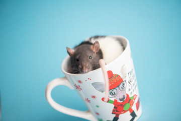Cute domestic rat sitting in christmas cup isolated on blue background.Concept of New Year 2020.