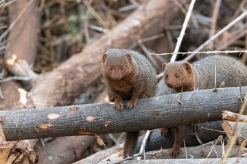      common dwarf mongoose in Africa, Helogale parvula, funny animal standing in the forest 
