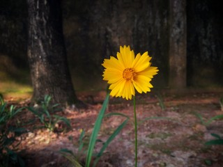 dandelions in grass