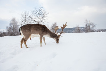 Beautiful deer in heavy winter.