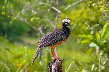 Close up of a beautiful Bare-faced Curassow against green b background, Pantanal Wetlands, Mato Grosso, Brazil