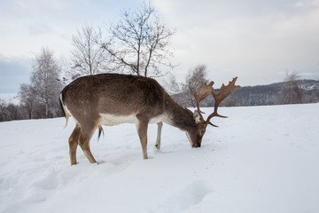 Beautiful deer in heavy winter.