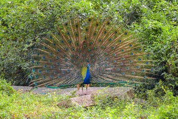 Obraz premium Indian peacock with her tail open closeup on a sunny day. Sri Lanka