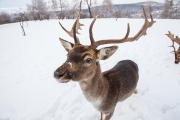 Beautiful deer in heavy winter.