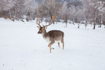 Naklejka na ściany i meble Beautiful deer in heavy winter.