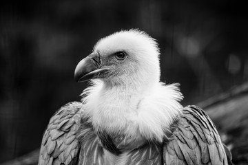 vulture portrait 