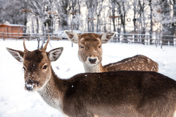 Beautiful deer in heavy winter.