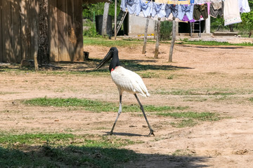 Jabiru stork roaming on a farm, Pantanal Wetlands, Mato Grosso, Brazil