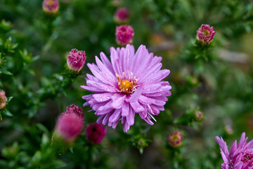 Obraz premium Pink flowers with dew drops.
