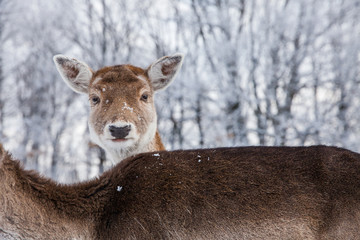 Beautiful deer in heavy winter.