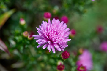 Obraz premium Pink flowers with dew drops.