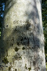 gedächtnis