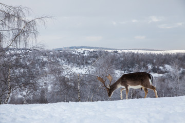 Beautiful deer in heavy winter.