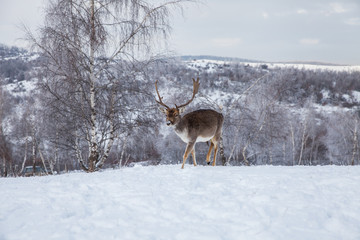 Beautiful deer in heavy winter.