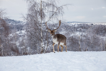 Beautiful deer in heavy winter.