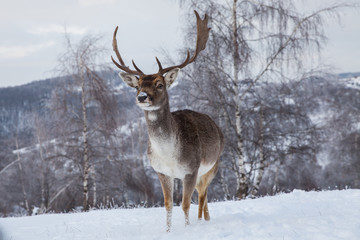 Naklejka na ściany i meble Beautiful deer in heavy winter.