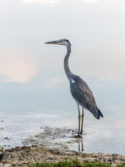 Heron on a lake on the Maldives island