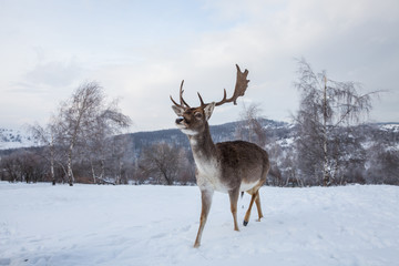 Beautiful deer in heavy winter.