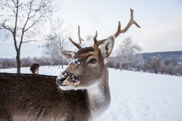 Beautiful deer in heavy winter.