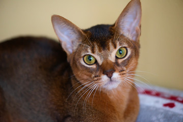 Closeup head of clumsy abyssinian cat in front portrait with curious face