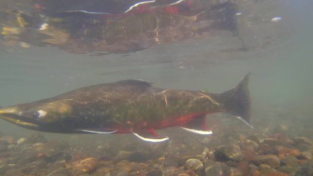 char fishes of brown red and white colour in natural habitat over spawning pit in river stream close underwater shooting