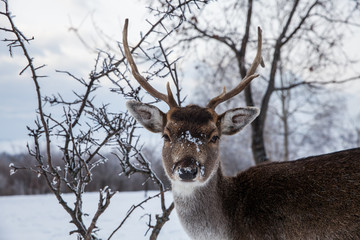 Beautiful deer in heavy winter.