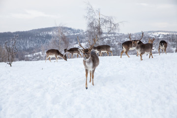 Beautiful deer in heavy winter.