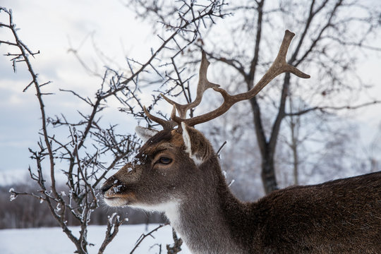 Beautiful deer in heavy winter.