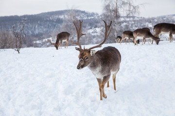 Beautiful deer in heavy winter.