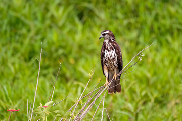 Snail kite perched on branch against green background, Pantanal Wetlands, Mato Grosso, Brazil