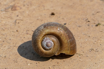 Brown snail shell on sandy ground, Pantanal Wetlands, Mato Grosso, Brazil