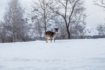 Beautiful deer in heavy winter.