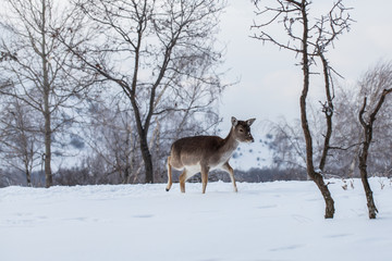 Beautiful deer in heavy winter.