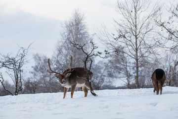 Beautiful deer in heavy winter.