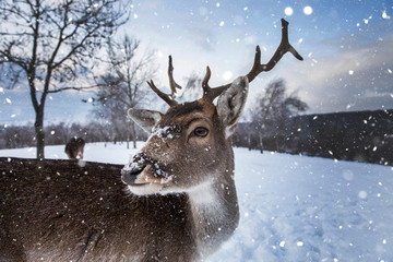 Beautiful deer in heavy winter.